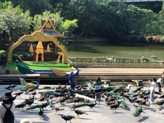 旅游业盼来“春天”,三亚、西双版纳成热门目的地